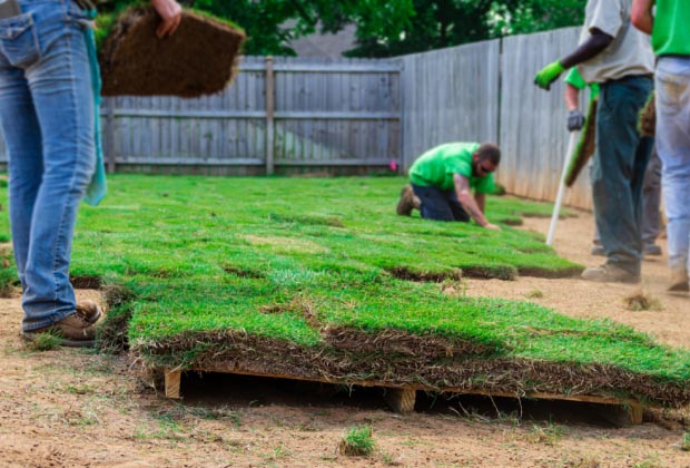 Landscapers laying down sod