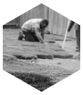 laying sod